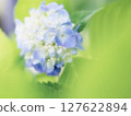藍色漸層繡球花開始綻放 127622894