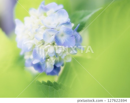 藍色漸層繡球花開始綻放 藍色漸層繡球花開始綻放 127622894