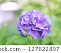 紫色漸層色繡球花 127622897