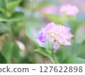 紫色繡球花開始變色 127622898