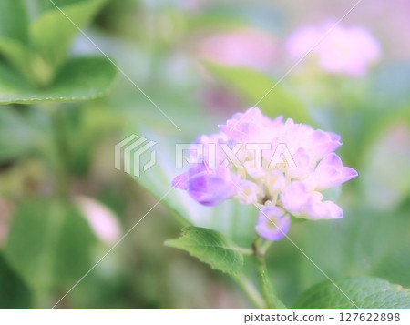 紫色繡球花開始變色 紫色繡球花開始變色 127622898