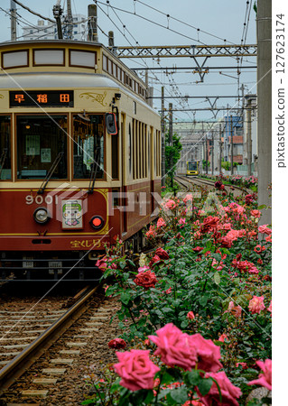 玫瑰與電車（都電荒川線三之輪橋站） 127623174