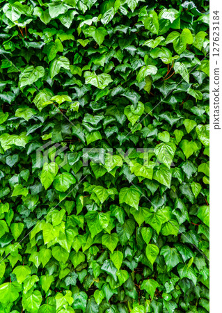 鮮綠色的常春藤牆 鮮綠色的常春藤牆 127623184