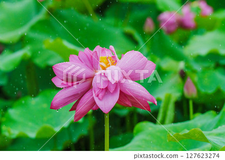 Pink lotus flowers and green lotus leaves after the rain Pink lotus flowers and green lotus leaves after the rain 127623274