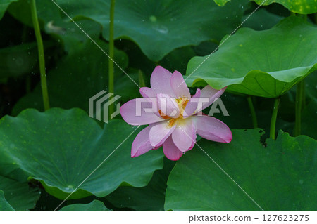 Pink lotus flowers and green lotus leaves after the rain 127623275