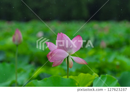 Pink lotus flowers and green lotus leaves after the rain 127623287