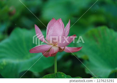 Pink lotus flowers and green lotus leaves after the rain 127623291