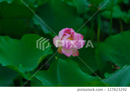 Pink lotus flowers and green lotus leaves after the rain 127623292