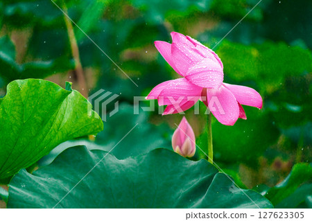 Pink lotus flowers and green lotus leaves after the rain 127623305