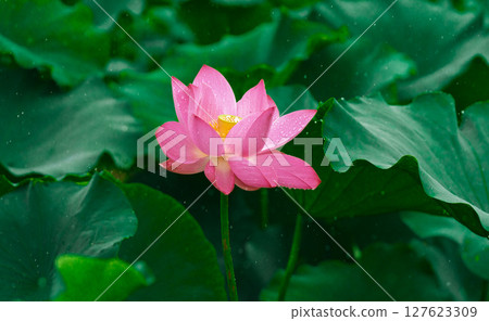 Pink lotus flowers and green lotus leaves after the rain 127623309