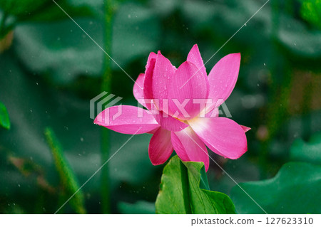 Pink lotus flowers and green lotus leaves after the rain 127623310