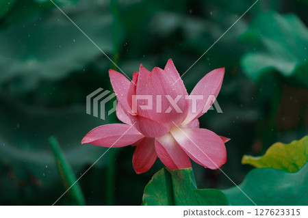 Pink lotus flowers and green lotus leaves after the rain Pink lotus flowers and green lotus leaves after the rain 127623315