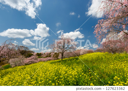 Oyake, Mashiko-machi, Haga-gun, Tochigi Prefecture: Cherry blossoms such as red weeping cherry blossoms and rapeseed fields blooming on the hills of the Oyake Tomb Group, a famous cherry blossom spot Oyake, Mashiko-machi, Haga-gun, Tochigi Prefecture: Cherry blossoms such as red weeping cherry blossoms and rapeseed fields blooming on the hills of the Oyake Tomb Group, a famous cherry blossom spot 127623362