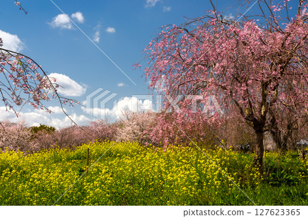 Oyake, Mashiko-machi, Haga-gun, Tochigi Prefecture: Cherry blossoms such as red weeping cherry blossoms and rapeseed fields blooming on the hills of the Oyake Tomb Group, a famous cherry blossom spot Oyake, Mashiko-machi, Haga-gun, Tochigi Prefecture: Cherry blossoms such as red weeping cherry blossoms and rapeseed fields blooming on the hills of the Oyake Tomb Group, a famous cherry blossom spot 127623365