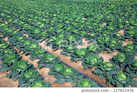 Rows of green ripe savoy cabbage on farm plantation Rows of green ripe savoy cabbage on farm plantation 127623436