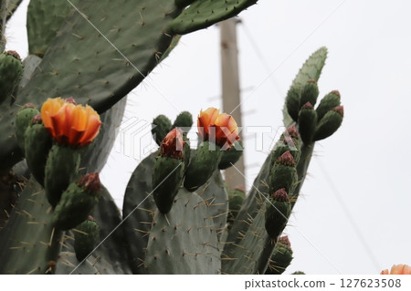 Orange flowers of prickly pear cactus blooming in a spring garden 127623508