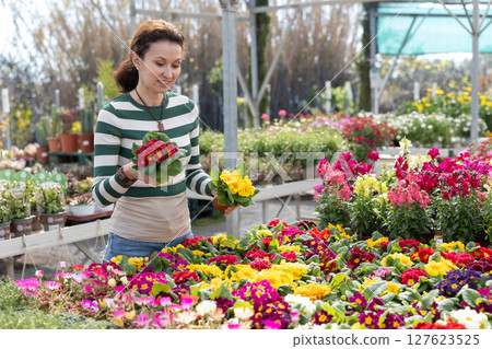 Woman in casual clothes shopping for pot of colorful primula at flower market Woman in casual clothes shopping for pot of colorful primula at flower market 127623525