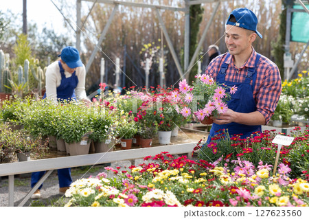 Salesman changes arrangement of pots with garden chamomile and improves appearance of window. 127623560