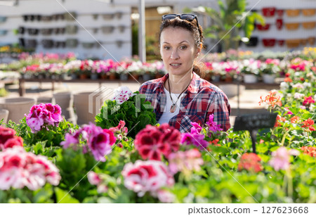 Woman customer choosing geranium in flower-pot in open air plants market 127623668