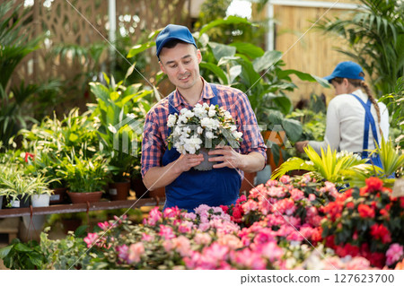 Male gardener arranging potted Azalea for market and wearing uniform Male gardener arranging potted Azalea for market and wearing uniform 127623700