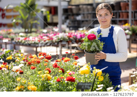 Young woman seller holding persian buttercup Young woman seller holding persian buttercup 127623797