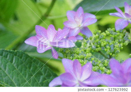 紫色繡球花裝飾花的特寫 127623992