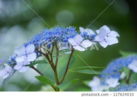 Blue hydrangea 127624010