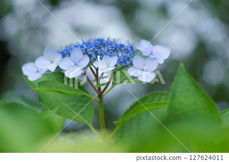 Hydrangea macrophylla with bokeh background 127624011