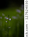 初夏草地上盛開的小花 127624030