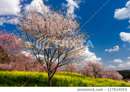 栃木縣芳賀郡益子町大宅 - 大宅古墳群的山丘上盛開著染井吉野櫻和油菜花，是著名的賞櫻勝地 127624059