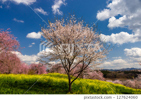 栃木縣芳賀郡益子町大宅 - 大宅古墳群的山丘上盛開著染井吉野櫻和油菜花,是著名的賞櫻勝地 栃木縣芳賀郡益子町大宅 - 大宅古墳群的山丘上盛開著染井吉野櫻和油菜花,是著名的賞櫻勝地 127624060