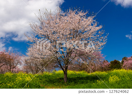 栃木縣芳賀郡益子町大宅 - 大宅古墳群的山丘上盛開著染井吉野櫻和油菜花，是著名的賞櫻勝地 127624062