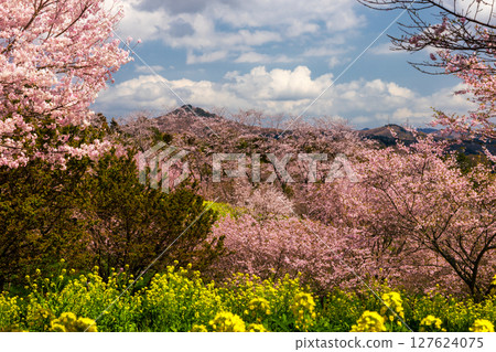 栃木縣芳賀郡益子町大宅 - 大宅古墳群的山丘上盛開著染井吉野櫻和油菜花,是著名的賞櫻勝地 栃木縣芳賀郡益子町大宅 - 大宅古墳群的山丘上盛開著染井吉野櫻和油菜花,是著名的賞櫻勝地 127624075