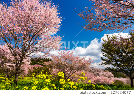 栃木縣芳賀郡益子町大宅 - 大宅古墳群的山丘上盛開著染井吉野櫻和油菜花,是著名的賞櫻勝地 栃木縣芳賀郡益子町大宅 - 大宅古墳群的山丘上盛開著染井吉野櫻和油菜花,是著名的賞櫻勝地 127624077