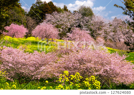 Oyake, Mashiko-machi, Haga-gun, Tochigi Prefecture - Cherry blossoms such as Somei-yoshino and rapeseed fields blooming on the hills of the Oyake Tomb Group, a famous cherry blossom spot Oyake, Mashiko-machi, Haga-gun, Tochigi Prefecture - Cherry blossoms such as Somei-yoshino and rapeseed fields blooming on the hills of the Oyake Tomb Group, a famous cherry blossom spot 127624080