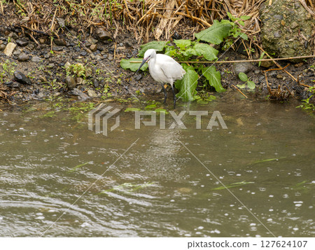 A little egret in its nuptial colours hunting for fish at the water's edge A little egret in its nuptial colours hunting for fish at the water's edge 127624107