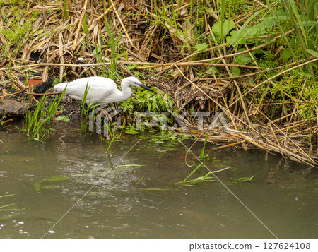 A little egret in its nuptial colours hunting for fish at the water's edge A little egret in its nuptial colours hunting for fish at the water's edge 127624108