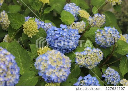 Blue and light blue hydrangea flowers blooming in a garden in early summer Blue and light blue hydrangea flowers blooming in a garden in early summer 127624307