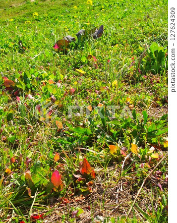 初春的早晨，江戶川河岸上生長的嫩草 127624309