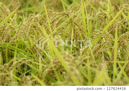 Rice harvest Rice harvest 127624416