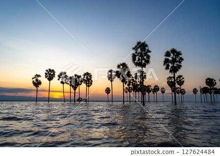 Borassus palms at sunset on Lake Tempe, Sulawesi, Indonesia 127624484