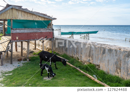 Goats grazing on Malenge Island, Togian Archipelago, Indonesia Goats grazing on Malenge Island, Togian Archipelago, Indonesia 127624488
