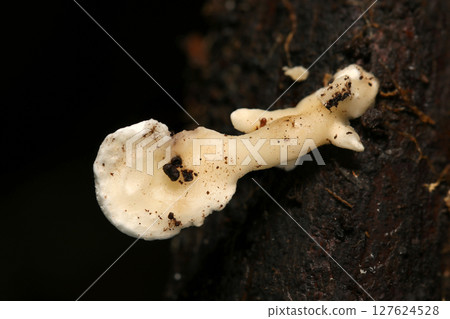 The surface of a young mushroom of the family Loweomyces fractipes, which grows not from soil but from rotting wood. The surface of a young mushroom of the family Loweomyces fractipes, which grows not from soil but from rotting wood. 127624528
