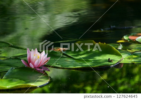Water lily flower floating in the pond 127624645