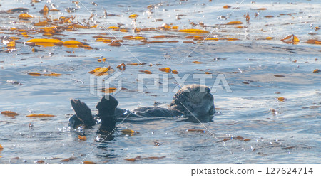Sea otters floating in Monterey Bay 127624714