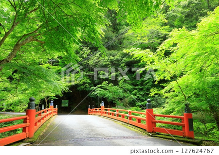 清瀧川的新綠、溪谷的美景和高尾橋 清瀧川的新綠、溪谷的美景和高尾橋 127624767