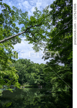 Lake Shinsei Dammed Lake June Material [Hadano City, Kanagawa Prefecture] 127624806