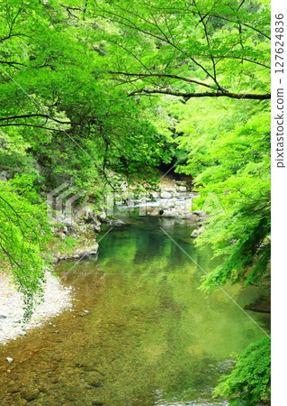 清瀧川的新綠與溪谷的美景 127624836