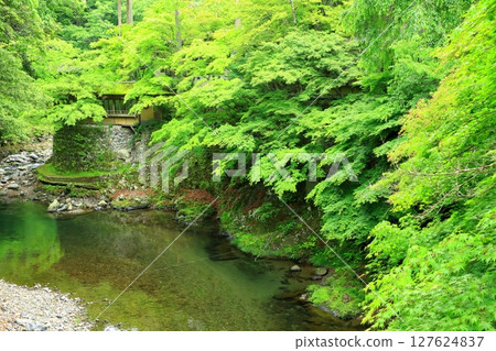 清瀧川的新綠與溪谷的美景 127624837