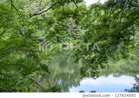 Lake Shinsei Dammed Lake June Material [Hadano City, Kanagawa Prefecture] 127624893